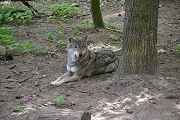 Wolf im Wildpark-MV